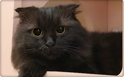 Cat Boarding